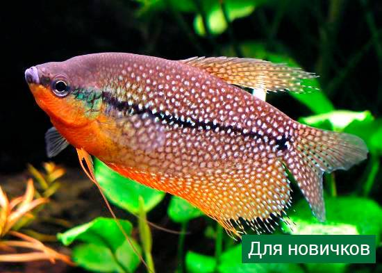 Аквариумные рыбки: названия самых популярных комнатных видов по алфавиту для аквариума, каталог, описание для новичков
