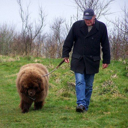 Ньюфаундленд: все о собаке, фото, описание породы, характер, цена