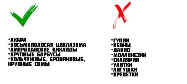 Хромис красавец: содержание, размножение (разведение), с кем уживается (совместимость аквариумной рыбки), мальки, виды (hemichromis lifalili), фото, продолжительность жизни, описание, поведение, характер, требования к воде, аквариуму, растениям, грунту, освещению, отличия самца от самки, нерест, болезни, цена, отзывы, мальки, личинки, советы, кормление