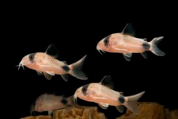 Коридорас панда (сом corydoras panda): содержание, уход, размножение аквариумной рыбки, разведение, фото, продолжительность жизни, совместимость
