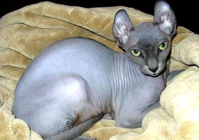 Кошка эльф сфинкс: описание породы и характера