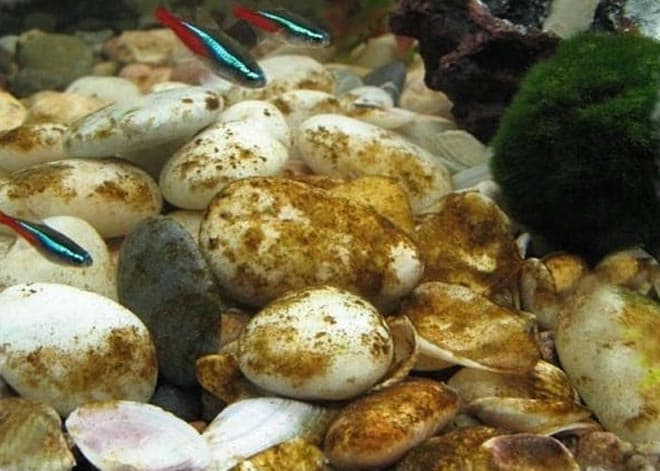 Водоросли в аквариуме: список названий (какие бывают), борьба в аквариуме, как выглядят, фото, виды, если появились волосы как избавиться