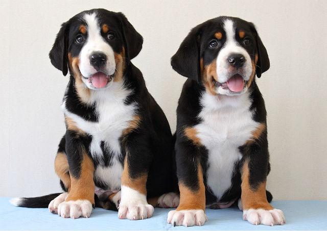 Всё о породе большой швейцарский зенненхунд: описание, стандарты, особенности содержания Всё о породе большой швейцарский зенненхунд: описание, стандарты, особенности содержания