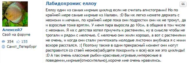 Лабидохромис еллоу (желтая цихлида с черными полосками, аквариумная рыбка колибри, labidochromis caeruleus yellow): содержание, совместимость с другими рыбками, размножение (разведение), как отличить самца от самки, мальки, нерест, фото, видео