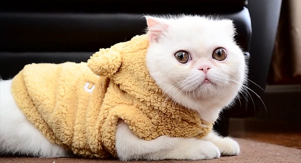 Экзотическая короткошерстная кошка   фото, описание породы, характер, стандарты экзотов