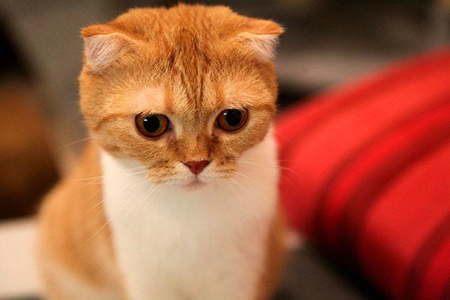 Рыжий шотландский вислоухий кот: особенности окраса и характер животного