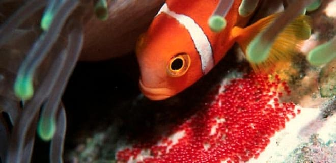 Рыба клоун в аквариуме (amphiprion percula, перкула): где живет, содержание в аквариуме, фото