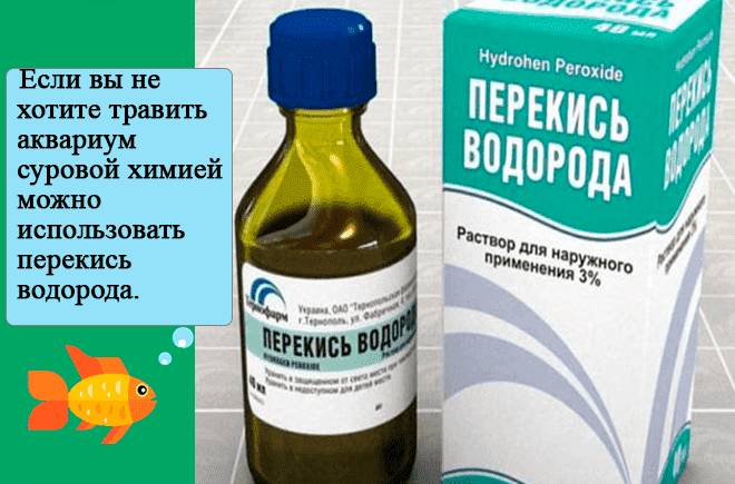 Водоросли в аквариуме: список названий (какие бывают), борьба в аквариуме, как выглядят, фото, виды, если появились волосы как избавиться