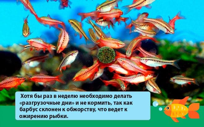 Вишневый барбус (вуалевый): содержание, разведение (размножение), совместимость, фото, уход, описание