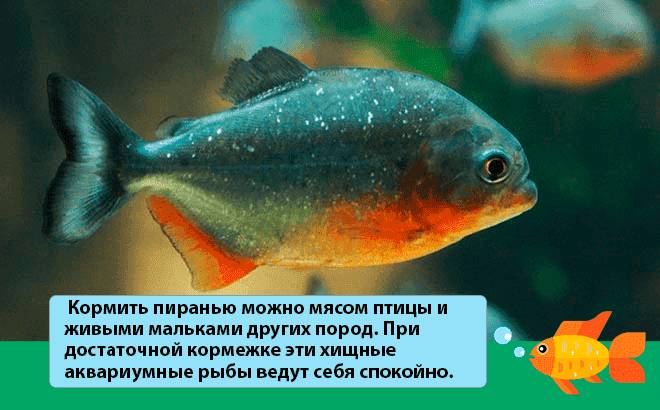 Хищные аквариумные рыбки: правила содержания (температура, фильтрация), совместимость, размножение
