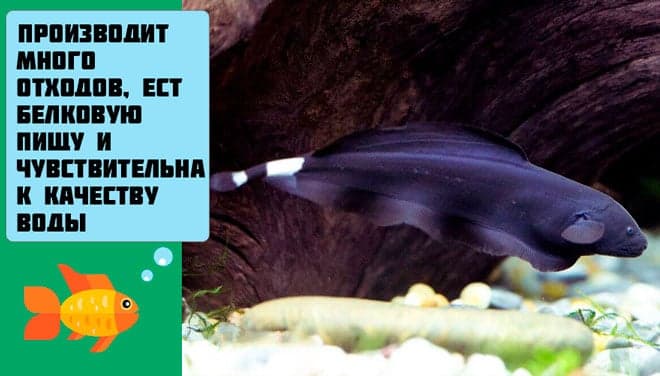 Черный нож рыба (аптеронотус, черный принц): содержание аквариумной рыбки, фото, совместимость, описание, уход, кормление, продолжительность жизни, разведение (размножение), отличия самки от самца, развитие мальков, болезни, отзывы, вода, аквариум, растительность, освещение, виды (индийский, стеклянный или зеленый, коричневый, глазчатый, африканский), советы, цена