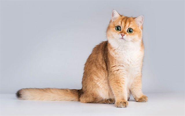 Рыжие коты: список короткошерстных и пушистых пород