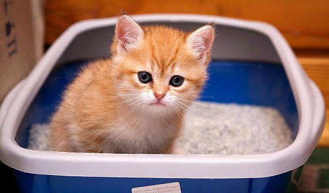 Как правильно приучить шотландского котенка к лотку?