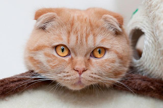 Рыжий шотландский вислоухий кот: особенности окраса и характер животного