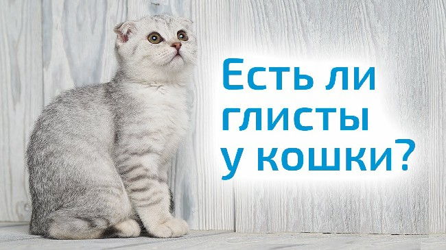 Глисты у кошек: Топ 10 средств 2018 года (таблетки, капли, народные)