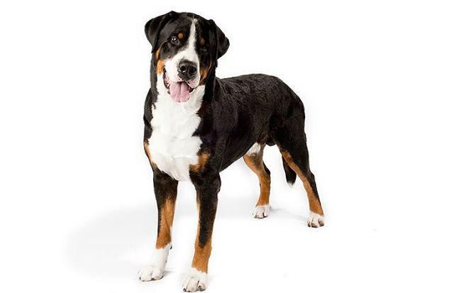 Всё о породе большой швейцарский зенненхунд: описание, стандарты, особенности содержания Всё о породе большой швейцарский зенненхунд: описание, стандарты, особенности содержания