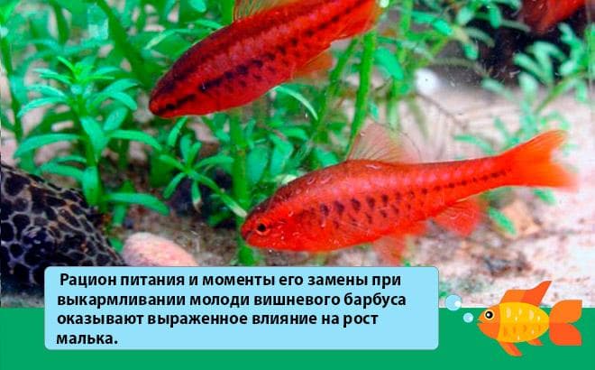 Вишневый барбус (вуалевый): содержание, разведение (размножение), совместимость, фото, уход, описание