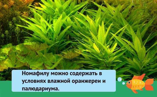 Лимонник (аквариумное растение): условия содержания в аквариуме, уход, виды, совместимость, болезни