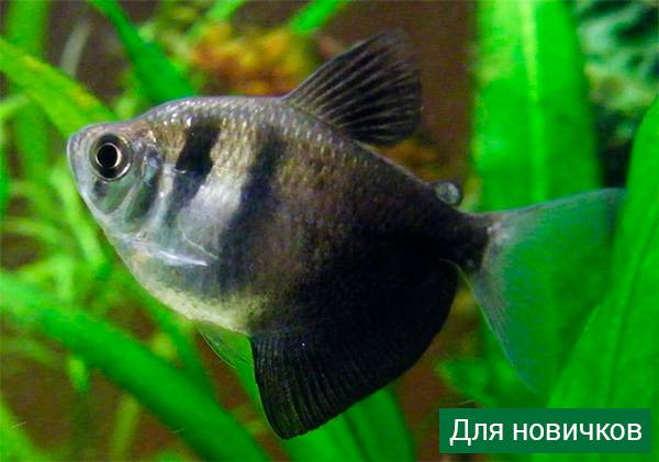 Аквариумные рыбки: названия самых популярных комнатных видов по алфавиту для аквариума, каталог, описание для новичков