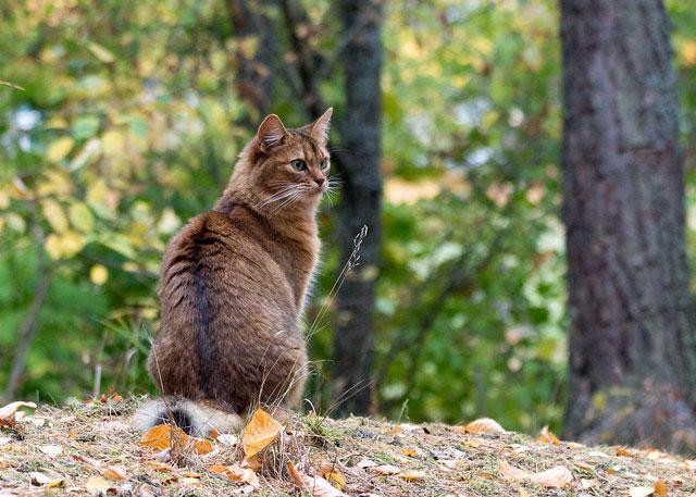 Сомалийская кошка (сомали): описание, характер, уход и содержание, кормление