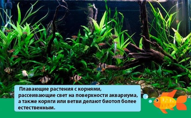 Барбус огненный (вуалевый, неоновый): размножение (разведение), содержание, фото, совместимость