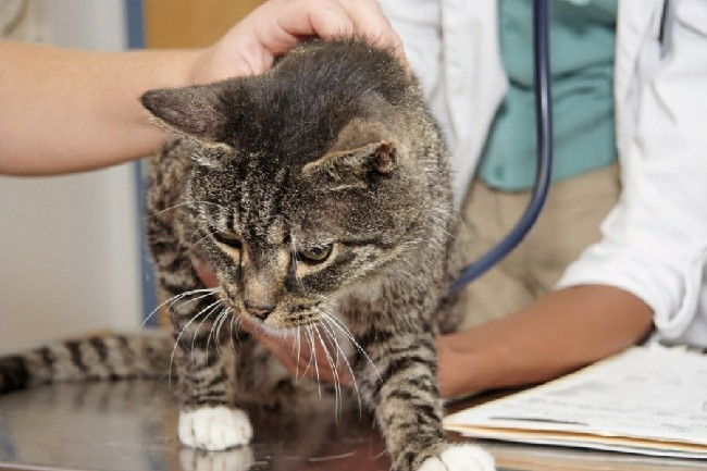 Подкожный клещ у кошек: причины и симптомы, лечение и профилактика