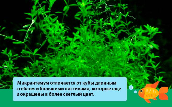 Хемиантус микрантемоидес: содержание в аквариуме, уход, виды, обрезка, аквадизайн, размножение, совместимость