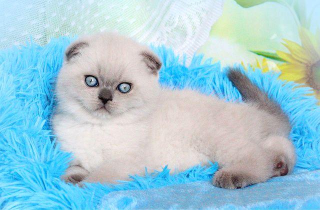 Окрасы шотландских кошек: распространенные и редкие виды расцветок шерсти
