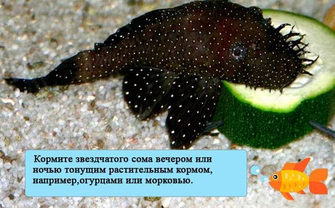 Анциструс звездчатый (сом l181): содержание, разведение (размножение), фото, уход, внешний вид, совместимость, кормление