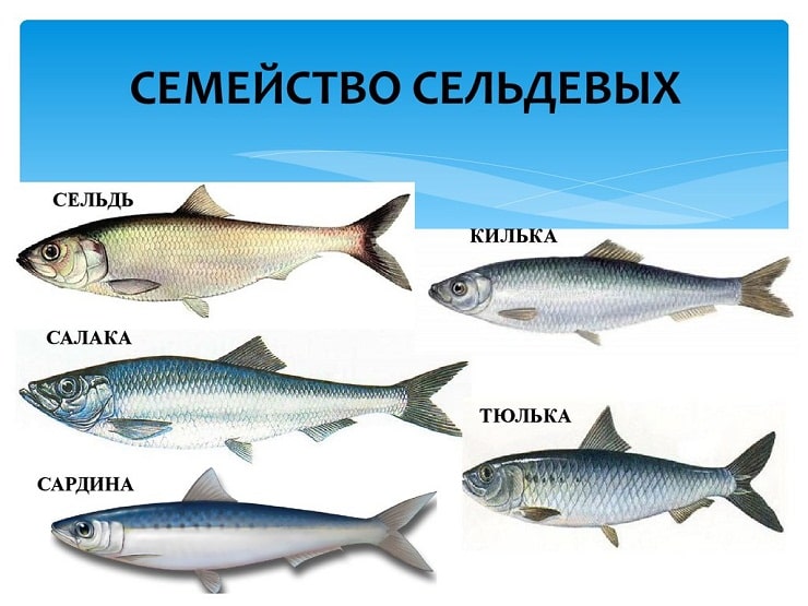 Многообразие разновидностей морских рыб: большие и мелкие, съедобные и промысловые