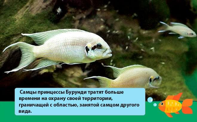 Принцесса Бурунди (рыбка цихлида): содержание, совместимость, фото, параметры воды, кормление, размножение
