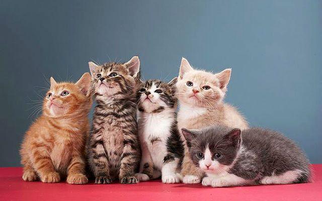 Имена для котов и кошек: список красивых, легких, популярных, современных, редких кличек