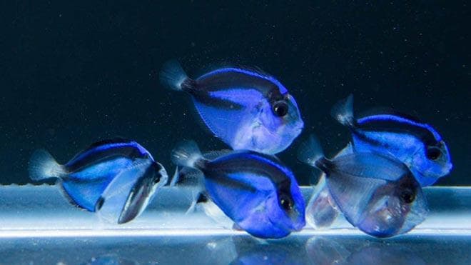 Голубой хирург (рыбка paracanthurus hepatus): виды (белогрудый или leucosternon, lineatus, triostegus, японский, pyroferus), содержание, кормление, совместимость