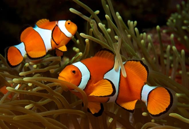 Рыба клоун в аквариуме (amphiprion percula, перкула): где живет, содержание в аквариуме, фото