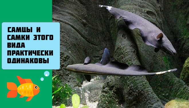 Черный нож рыба (аптеронотус, черный принц): содержание аквариумной рыбки, фото, совместимость, описание, уход, кормление, продолжительность жизни, разведение (размножение), отличия самки от самца, развитие мальков, болезни, отзывы, вода, аквариум, растительность, освещение, виды (индийский, стеклянный или зеленый, коричневый, глазчатый, африканский), советы, цена