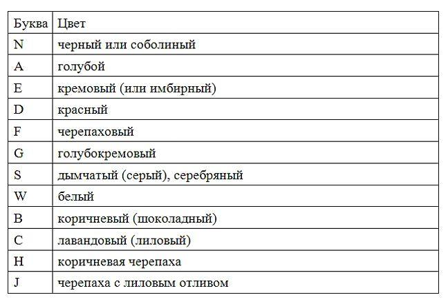 Окрас котов породы мейн кун: черный, серый, мраморный, голубой и редкие расцветки