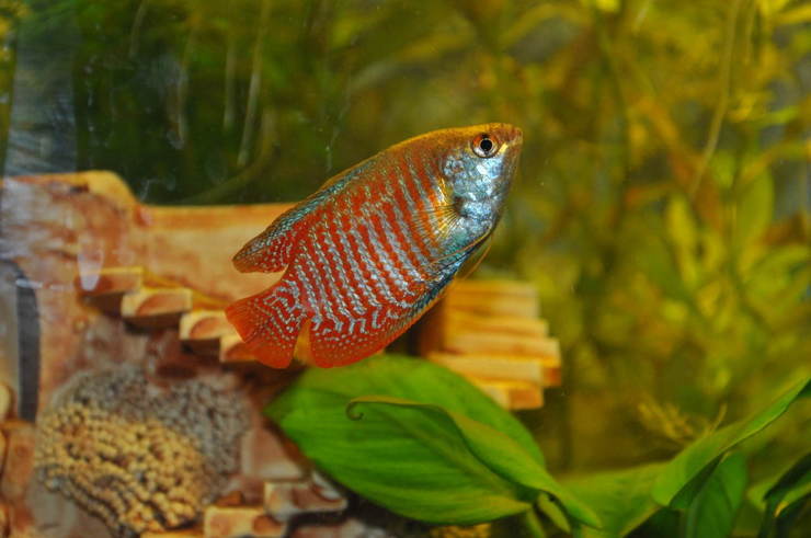 Гурами золотой: история вида, дикие сородичи, описание и требования к содержанию Гурами золотой: история вида, дикие сородичи, описание и требования к содержанию