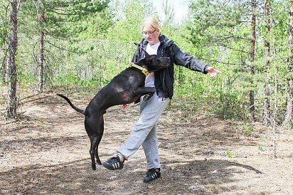 Тайский риджбек: все о собаке, фото, описание породы, характер, цена
