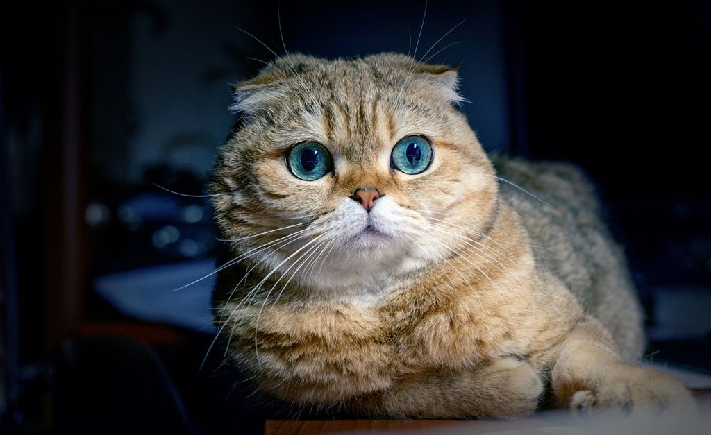 Скоттиш-фолд   фото, описание породы, характер стандарты, уход за шотландской вислоухой кошкой, вес, особенности, болезни котят