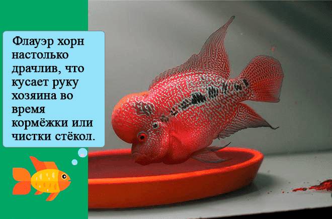 Фловер хорн (аквариумная рыбка цихлазома): содержание, уход, размножение, совместимость, кормление, фото, описание
