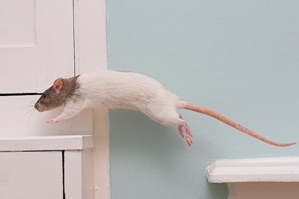 Зачем крысам длинный лысый хвост