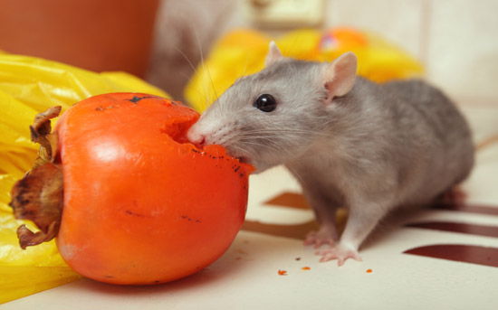 Что можно давать крысам, а что нельзя: таблица питания Что можно давать крысам, а что нельзя: таблица питания