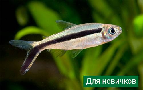 Аквариумные рыбки: названия самых популярных комнатных видов по алфавиту для аквариума, каталог, описание для новичков