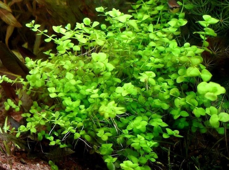 Микрантемум тенистый (Micranthemum umbrosum): описание и характеристики, особенности содержания в аквариуме