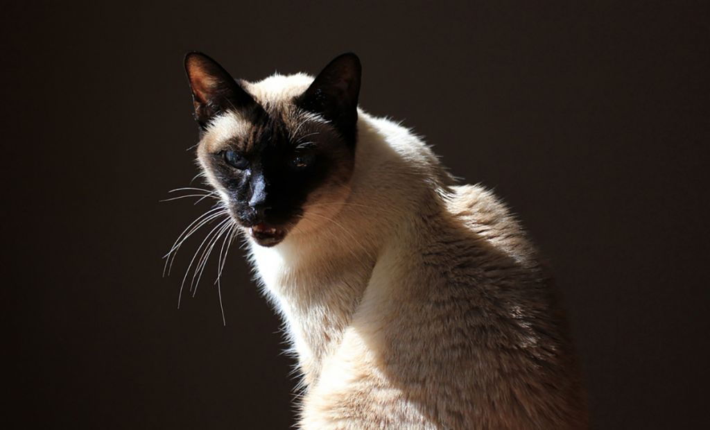 Сиамская кошка   фото, описание породы, характер, уход, стандарты, имена, цена