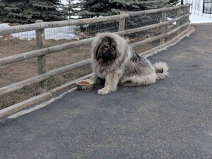Кавказская овчарка: все о собаке, фото, описание породы, характер, цена