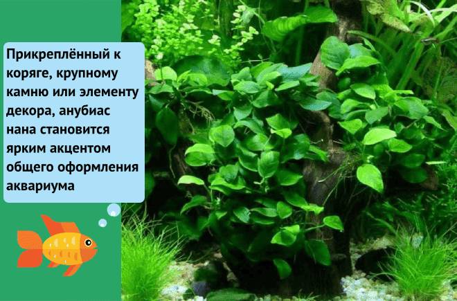 Анубиас нана: содержание в аквариуме, виды (бартера, петит, карликовый, голден), фото, параметры воды, посадка, совместимость, подрезка