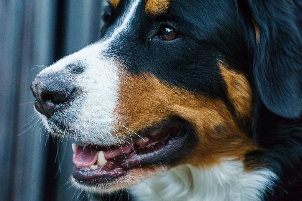 Бернский зенненхунд: все о собаке, фото, описание породы, характер, цена Бернский зенненхунд: все о собаке, фото, описание породы, характер, цена