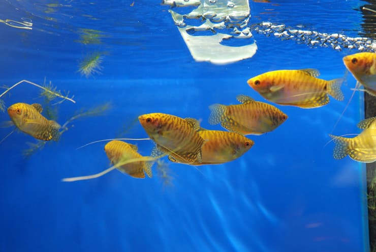 Гурами золотой: история вида, дикие сородичи, описание и требования к содержанию Гурами золотой: история вида, дикие сородичи, описание и требования к содержанию