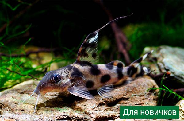 Аквариумные рыбки: названия самых популярных комнатных видов по алфавиту для аквариума, каталог, описание для новичков